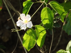 Bignonia potosina