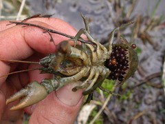 Austropotamobius pallipes