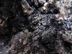 Lachnellula resinaria