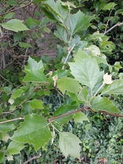 Populus