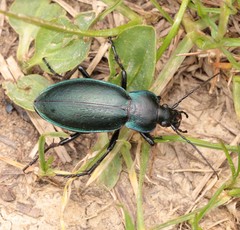 Carabus scheidleri