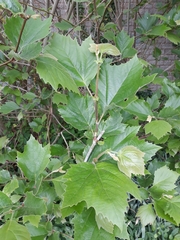 Populus