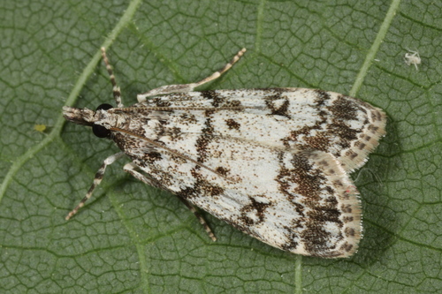Eudonia lacustrata Panzer, 1804