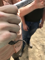 Sistrurus miliarius streckeri