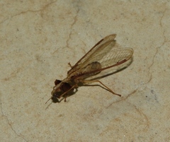 Dicromantispa interrupta