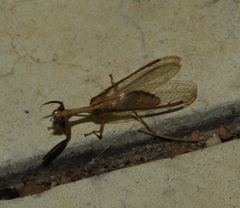 Dicromantispa interrupta