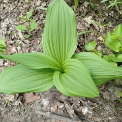Veratrum nigrum
