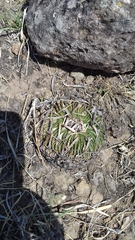 Echinofossulocactus phyllacanthus