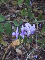 Plectranthus saccatus