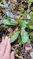 Stenorrhynchos albidomaculatum