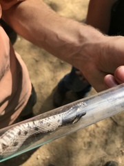 Sistrurus miliarius streckeri