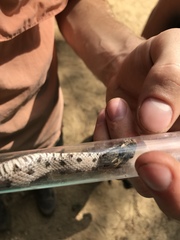 Sistrurus miliarius streckeri