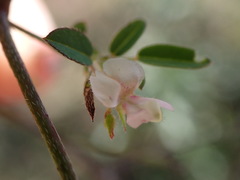 Indigofera vicioides rogersii