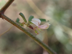 Indigofera vicioides rogersii