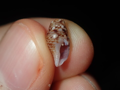 Mitrella semiconvexa