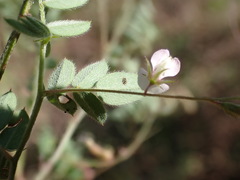 Indigofera vicioides rogersii