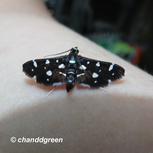 Dotted Sable