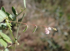 Indigofera vicioides rogersii