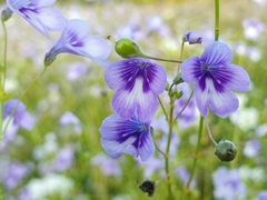 Dopatrium lobelioides