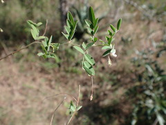 Indigofera vicioides rogersii
