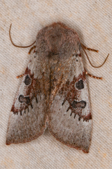 Orthosia pulchella