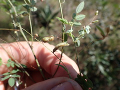 Indigofera vicioides rogersii