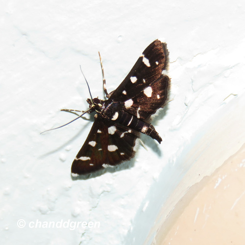 Dotted Sable