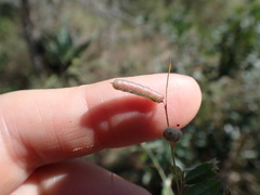 Indigofera vicioides rogersii
