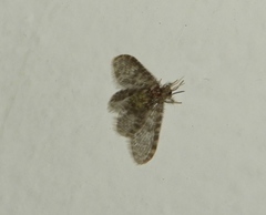 Nallachius pulchellus