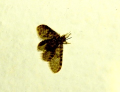 Nallachius pulchellus