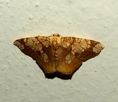 Nematocampa completa