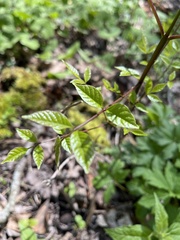 Fraxinus quadrangulata