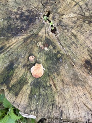 Rhodotus palmatus