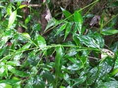 Ichnanthus pallens