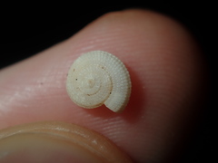 Pseudotorinia delectabilis