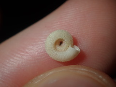 Pseudotorinia delectabilis