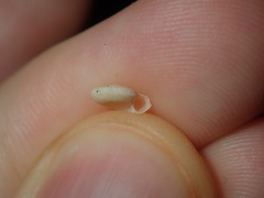 Pseudotorinia delectabilis