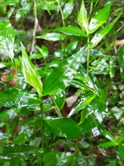 Ichnanthus pallens