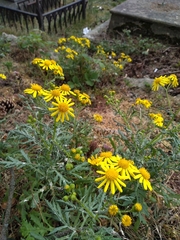 Senecio squalidus