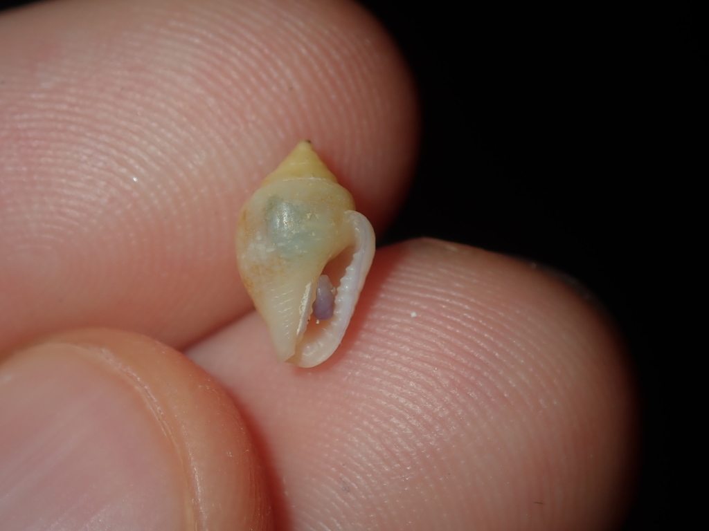 Euplica varians