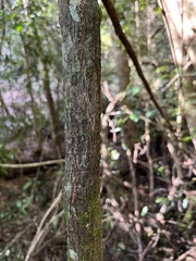 Rhoicissus rhomboidea