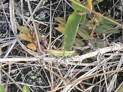 Conocephalus gracillimus