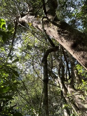 Rhoicissus rhomboidea