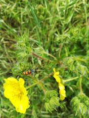 Trichodes octopunctatus
