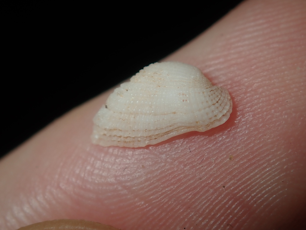 Botany Bay Ark-shell