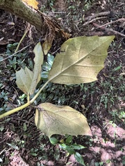 Rhoicissus rhomboidea