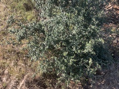Olea europaea cuspidata