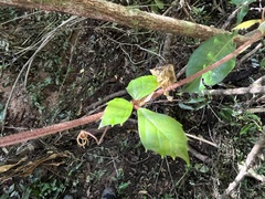 Rhoicissus rhomboidea