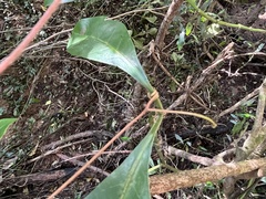 Rhoicissus rhomboidea