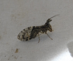 Plega dactylota
